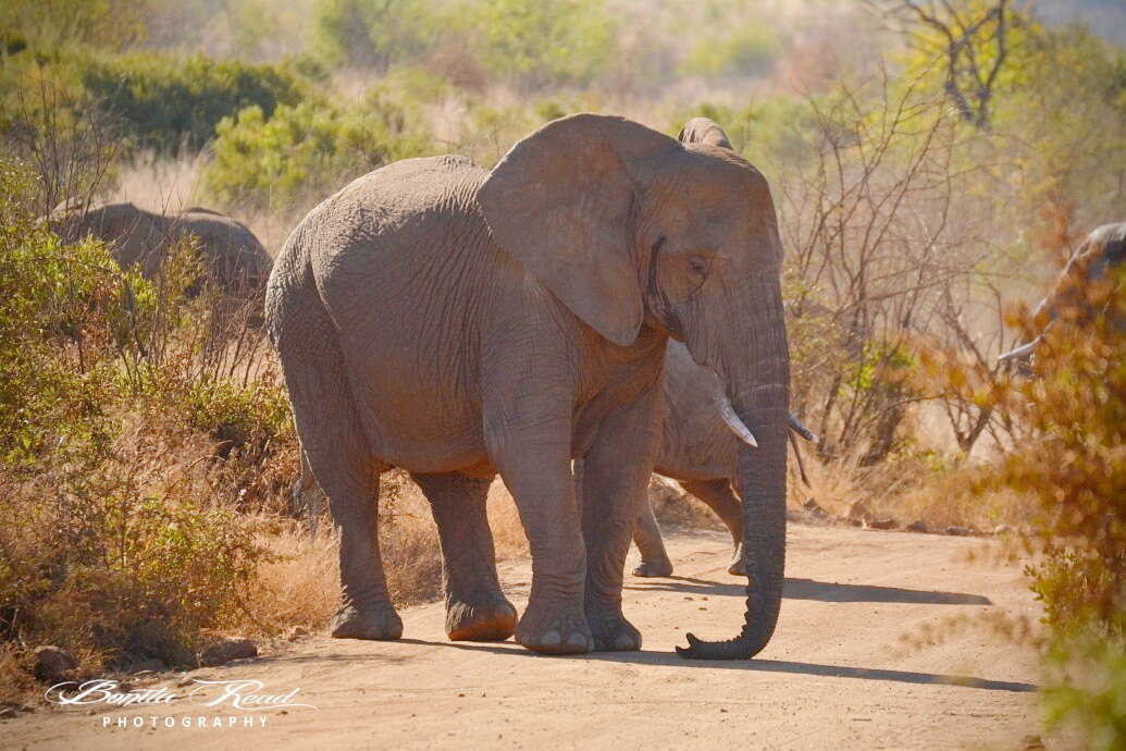 Image of African bush elephant