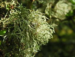 Image of farinose cartilage lichen