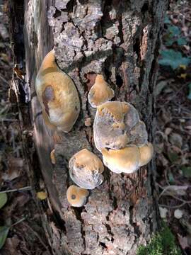 Image de Phellinus pomaceus (Pers.) Maire 1933