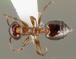 Image of Crematogaster marioni Buren 1968