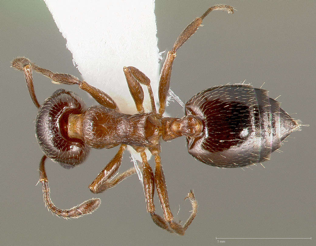 Image of Crematogaster marioni Buren 1968