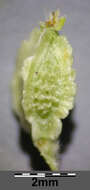 Poterium sanguisorba L.的圖片