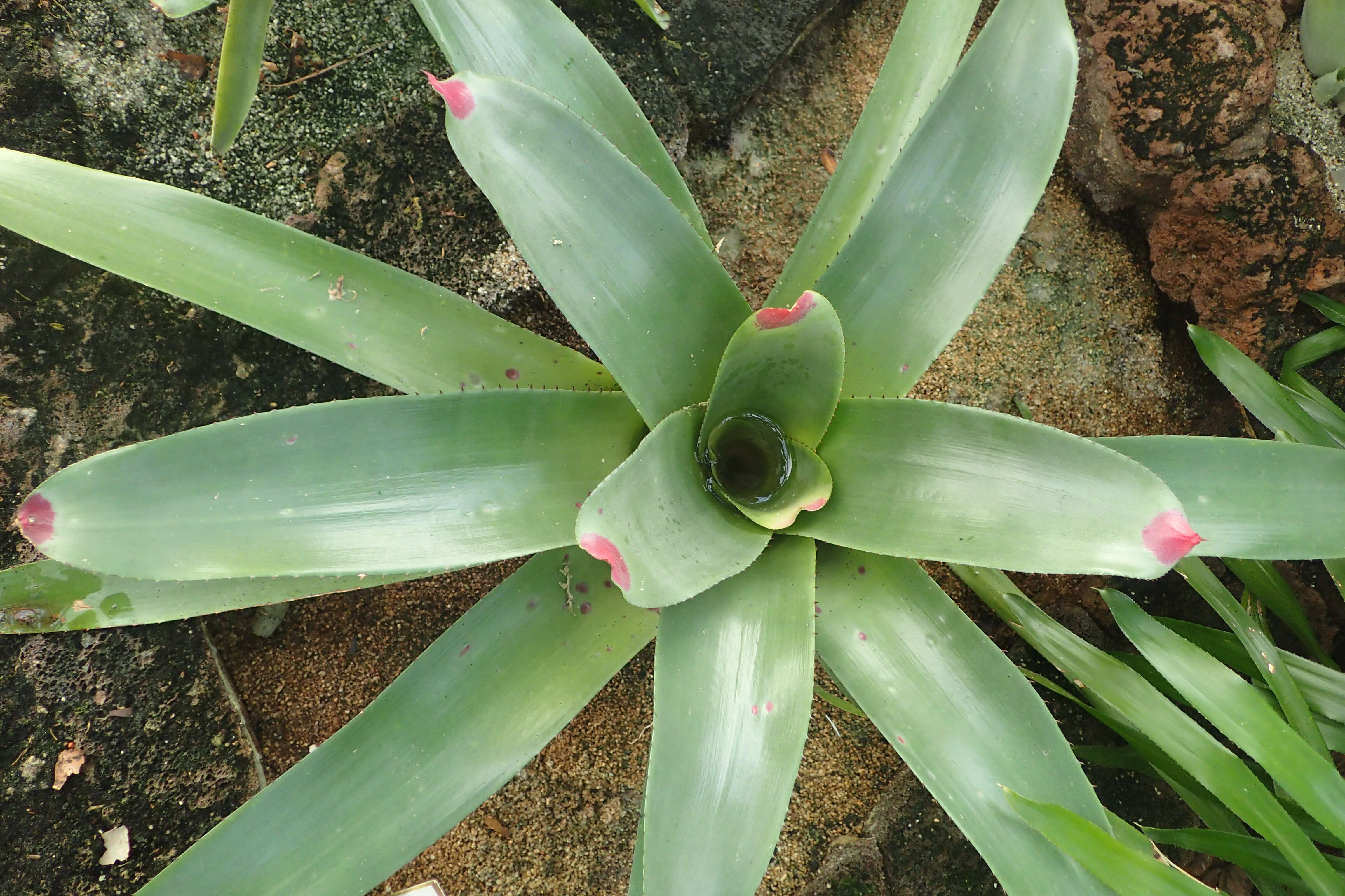 Image of Neoregelia cruenta (Graham) L. B. Sm.