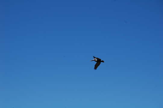 Image of Pelecanus occidentalis carolinensis Gmelin & JF 1789