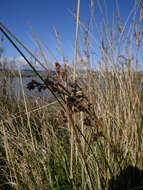 Image of Juncus kraussii Hochst.