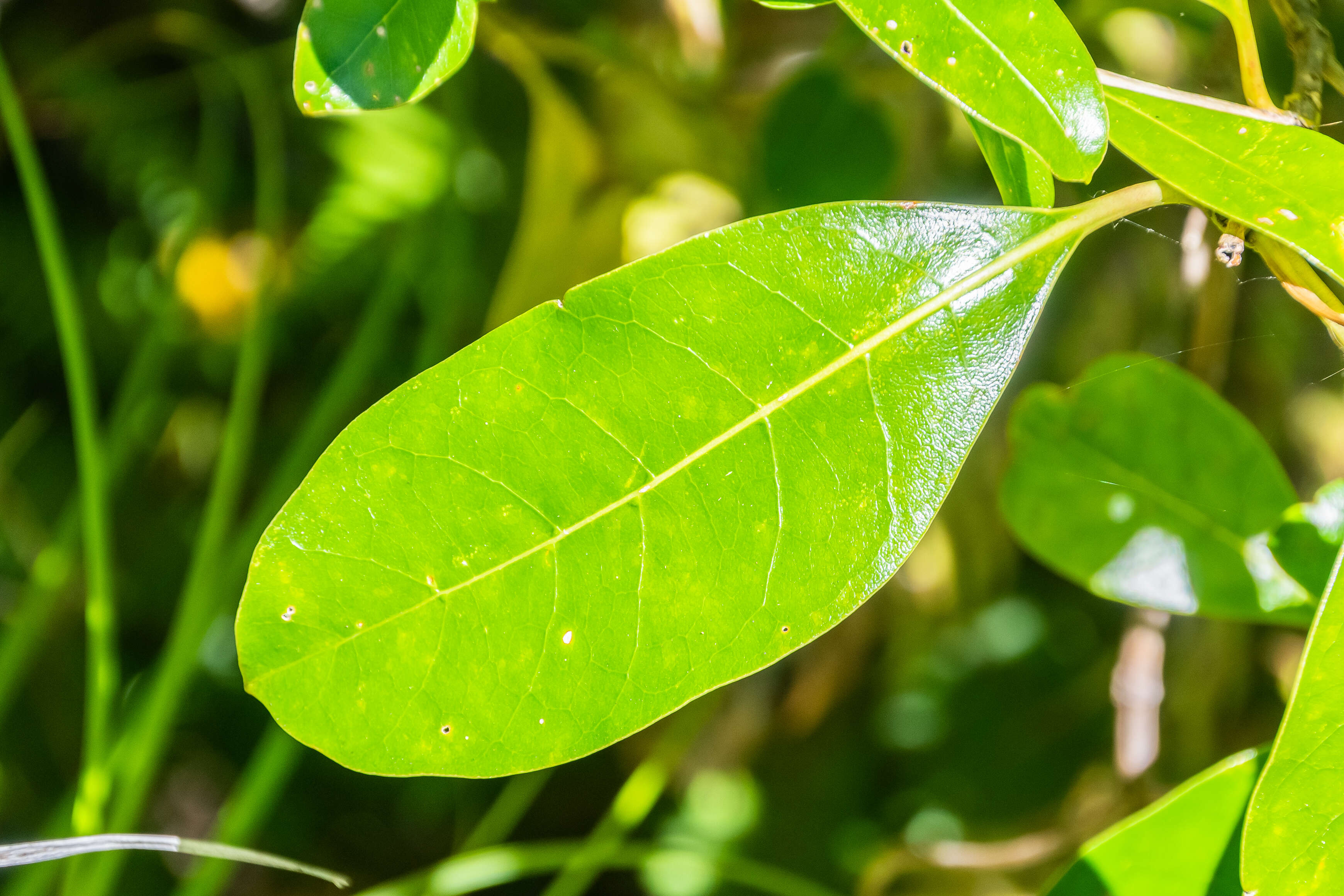 Image of Coprosma lucida J. R. Forst. & G. Forst.