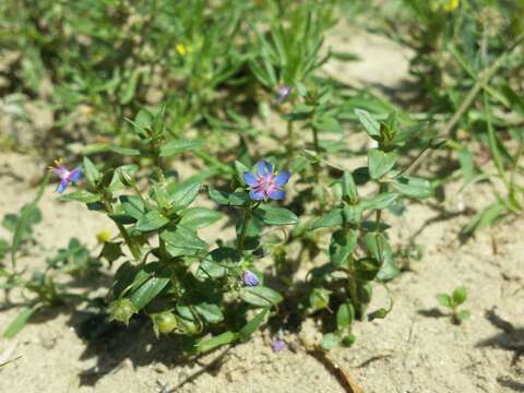 Imagem de Lysimachia foemina (Mill.) U. Manns & Anderb.