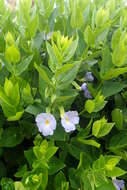 Image of Thunbergia natalensis Hook.