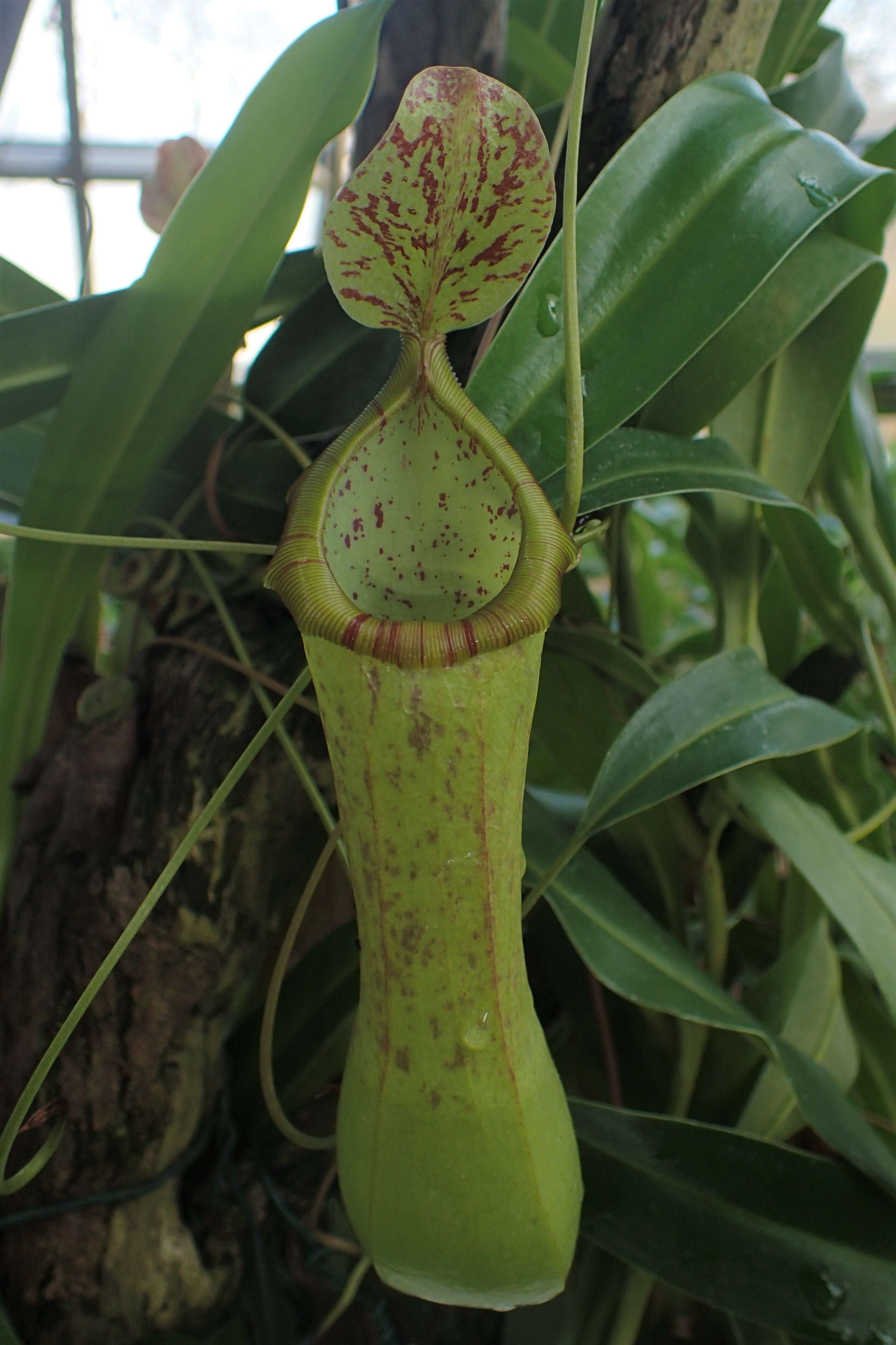 Image of Nepenthes tobaica Danser