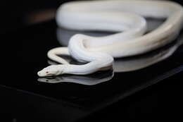 Image of Olive Python