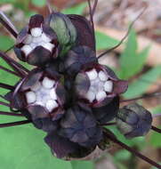 Image of black bat flower