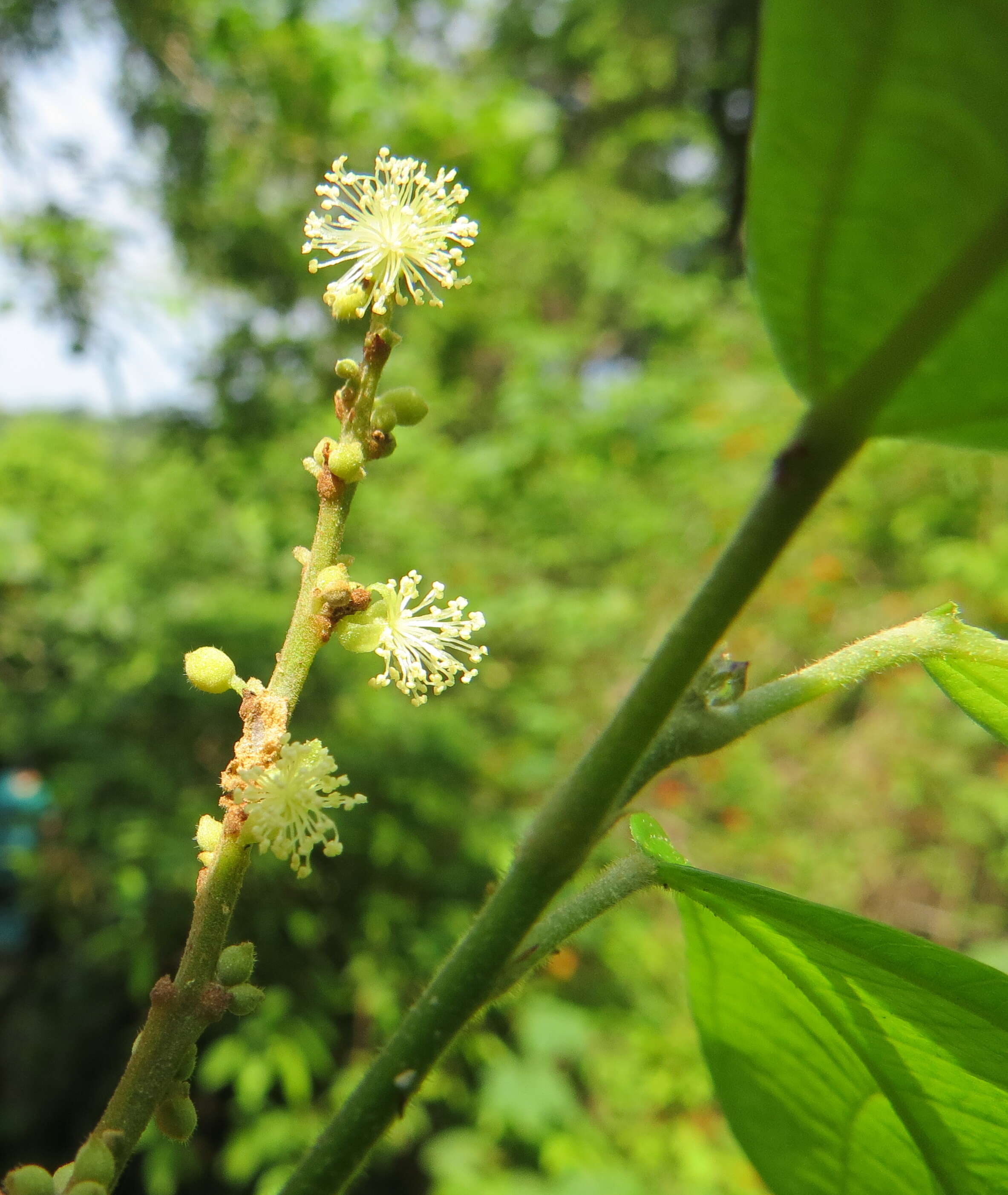 Image of Mallotus rhamnifolius (Willd.) Müll. Arg.