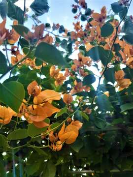 Слика од Bougainvillea