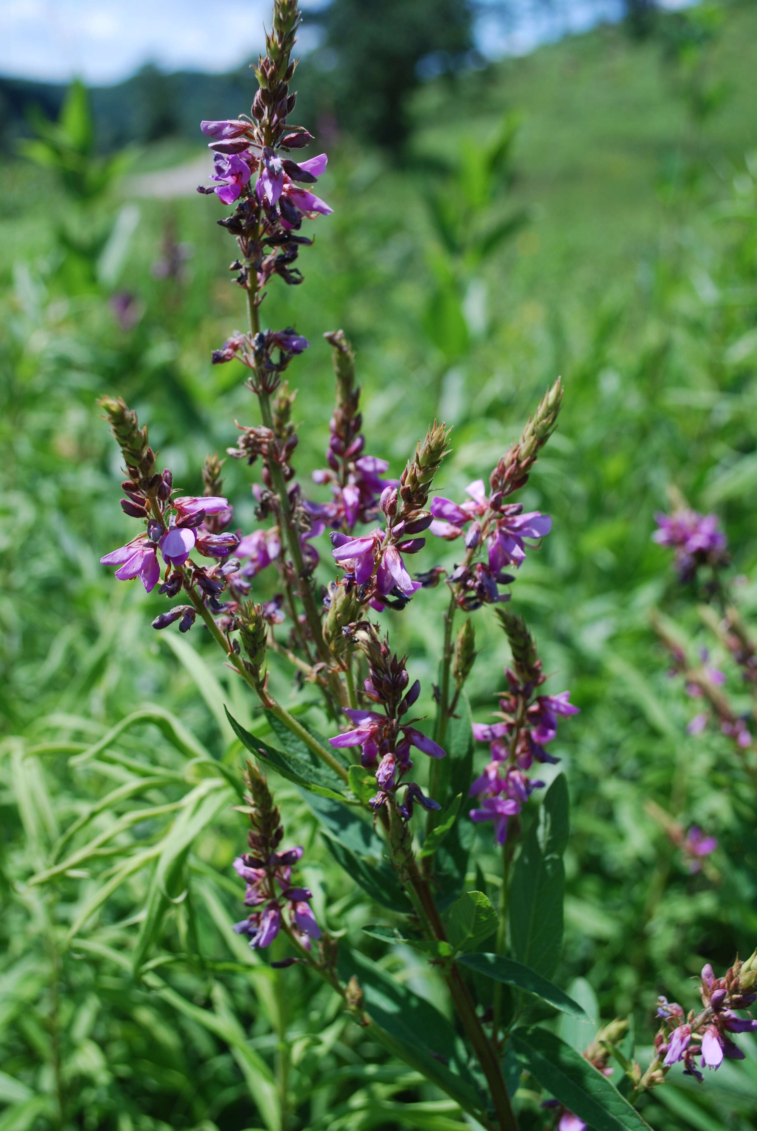 Image of showy ticktrefoil