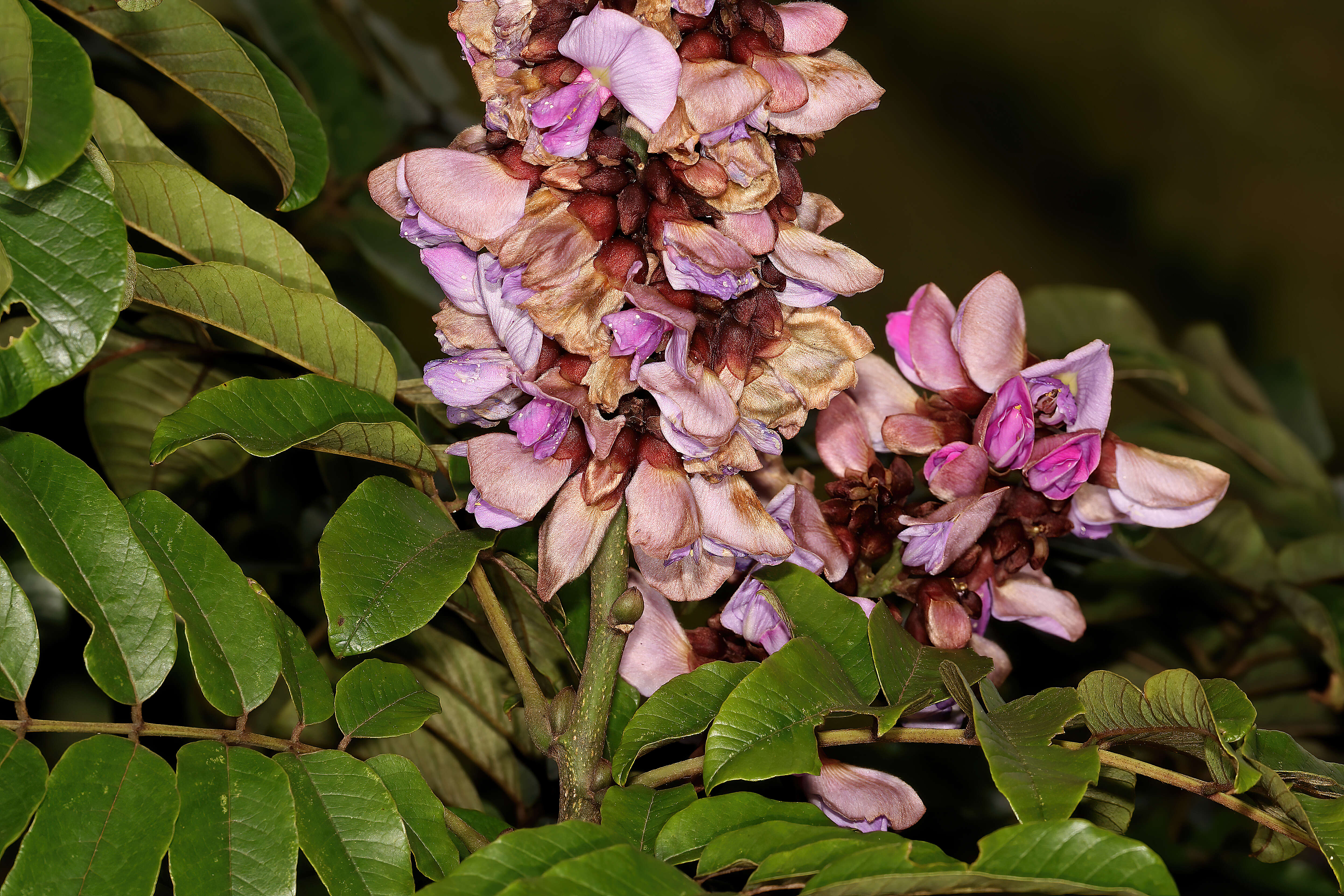 Image de Millettia grandis (E. Mey.) Skeels