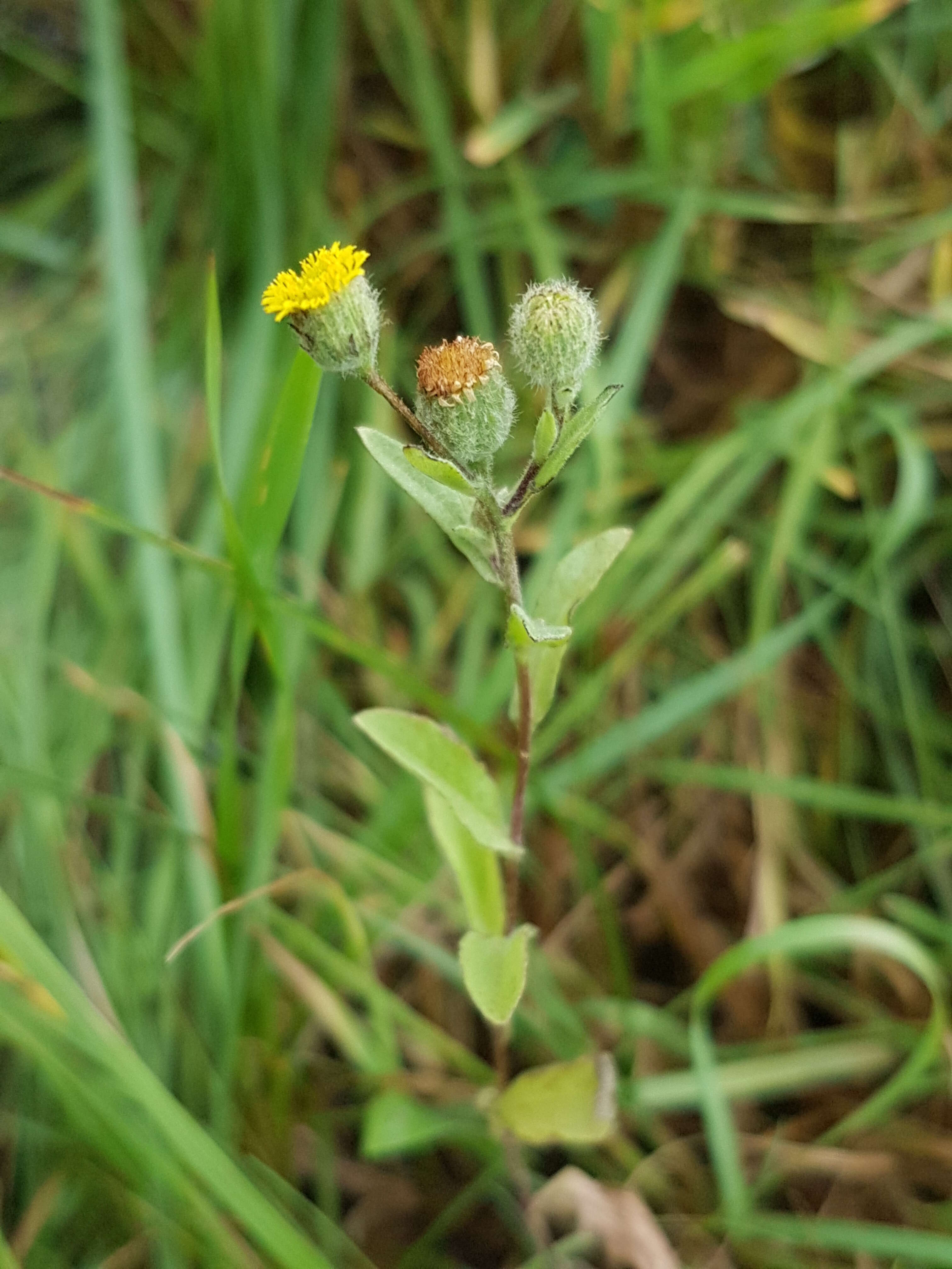 Pulicaria vulgaris Gaertn. resmi