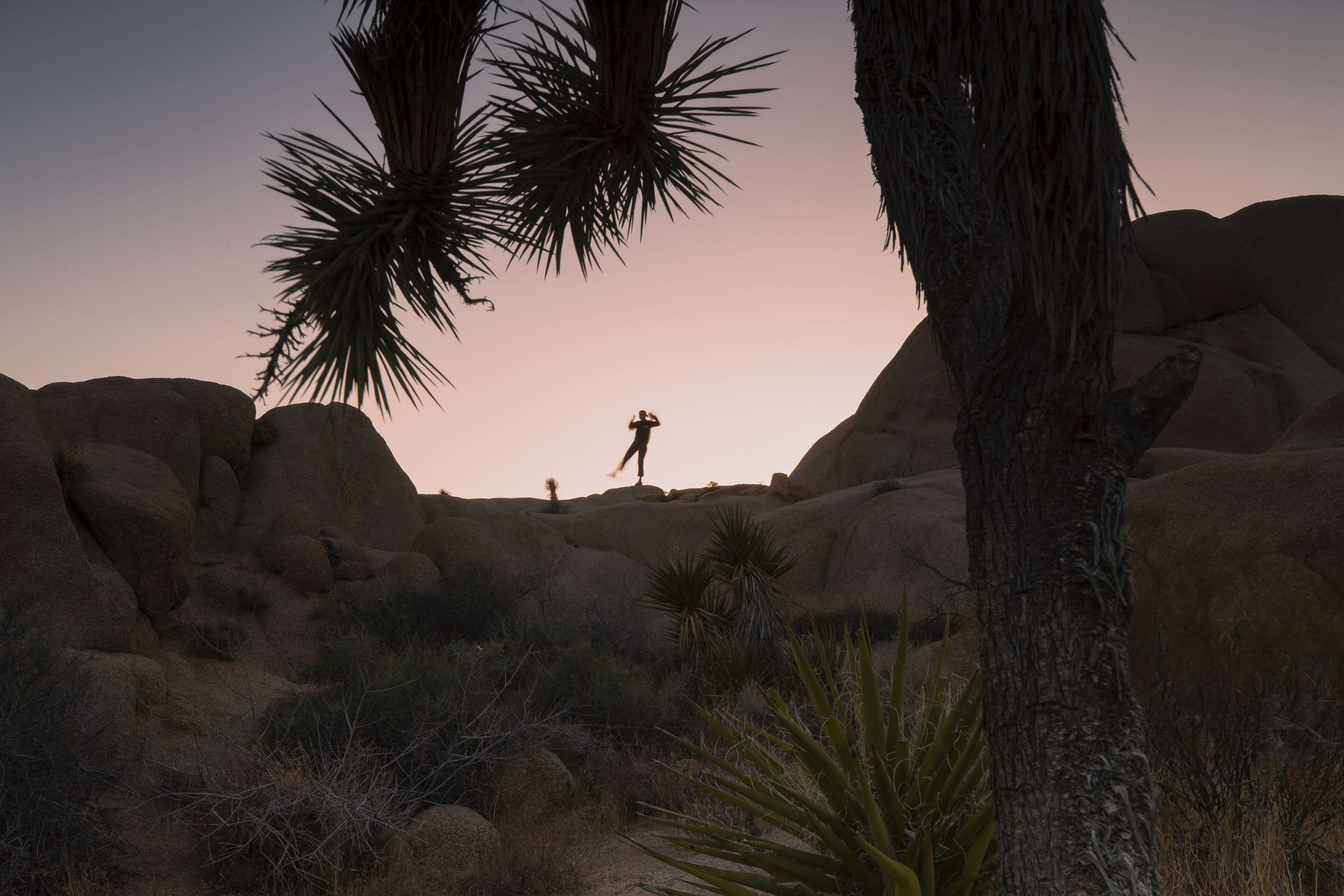 Image of Joshua tree