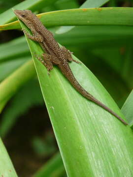 Image of Bluefields Anole