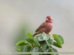 Plancia ëd Carpodacus rhodochlamys (Brandt & JF 1843)