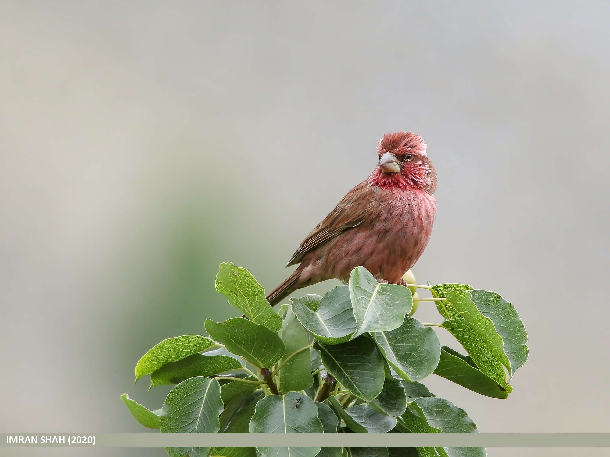 Plancia ëd Carpodacus rhodochlamys (Brandt & JF 1843)