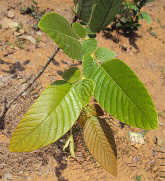 Image of Phyllodium pulchellum (L.) Desv.