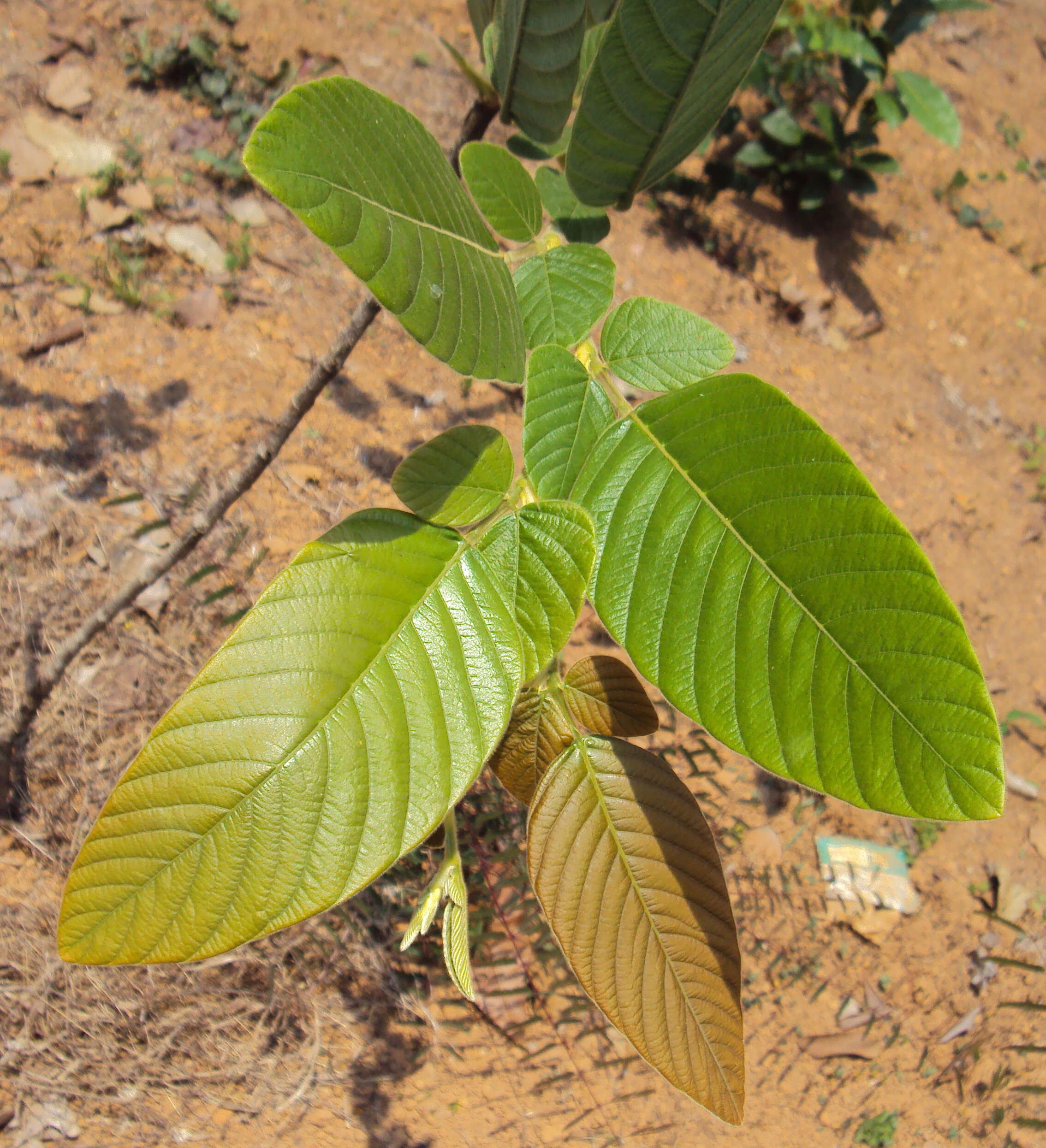 Sivun Phyllodium pulchellum (L.) Desv. kuva