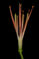 Image of Paintbrush lily