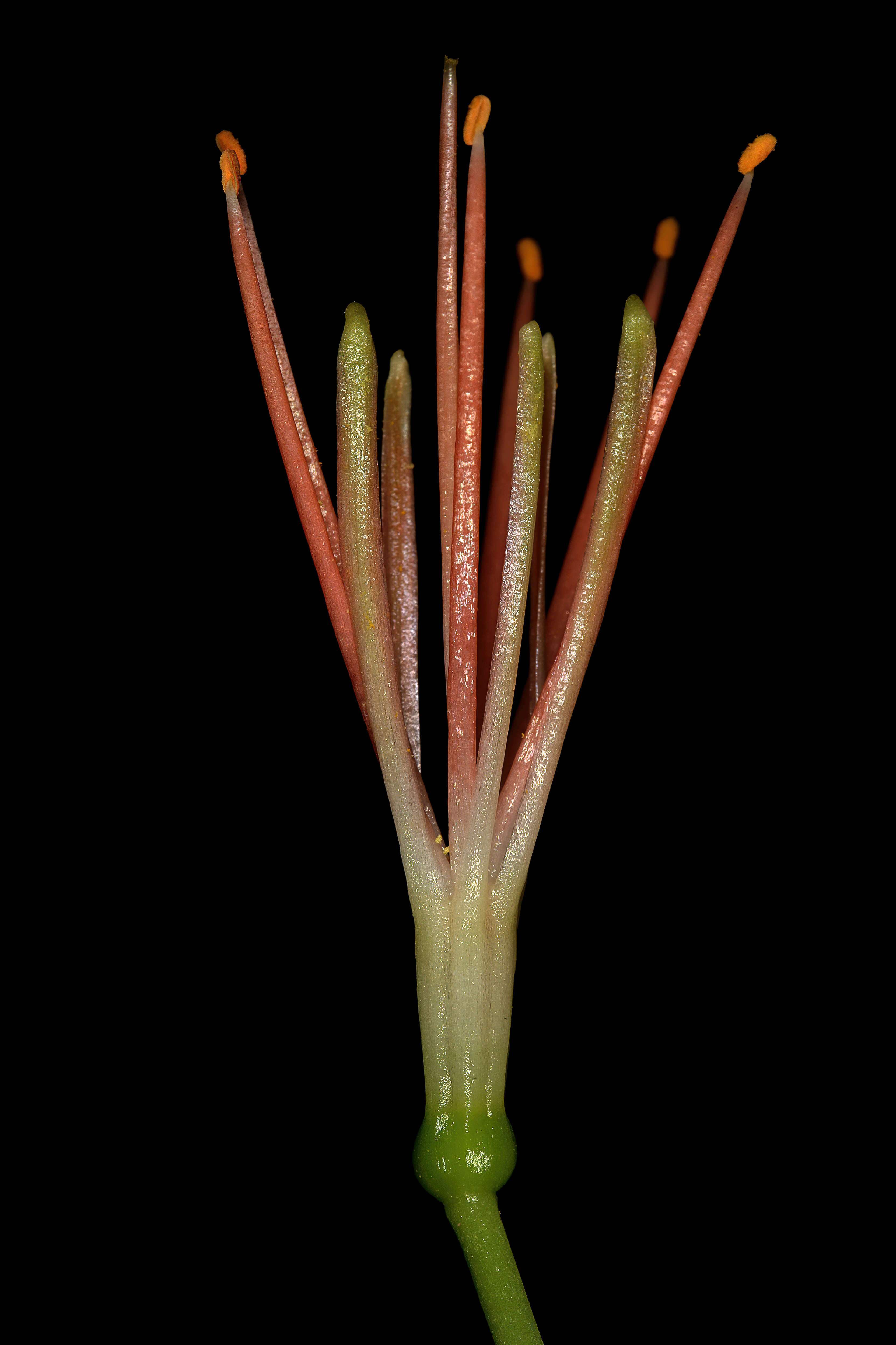 Image of Paintbrush lily