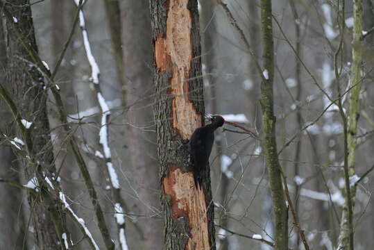 Image of Black Woodpecker