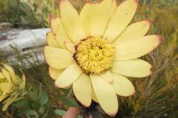 Image of Leucadendron pubibracteolatum I. J. M. Williams