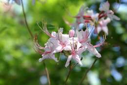 Image of pink azalea