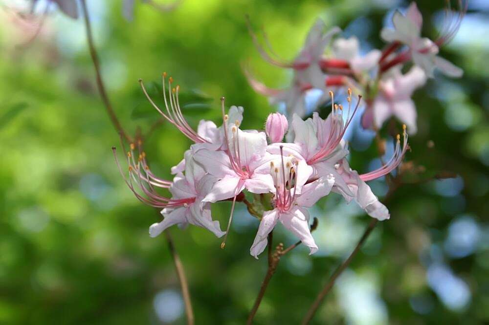 Image of pink azalea