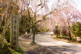 Image de Prunus spachiana (Lavallee ex H. Otto) Kitamura