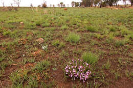 Image of Ground bells