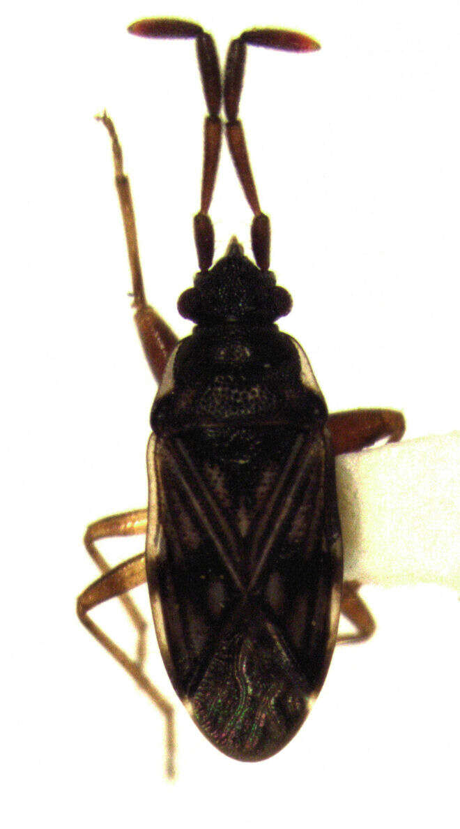 Image of Brentiscerus
