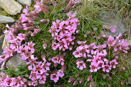 Image of Saponaria pumila Janchen