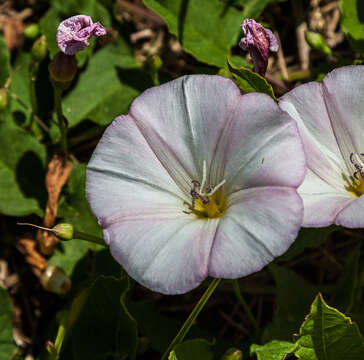 Imagem de Convolvulus arvensis L.