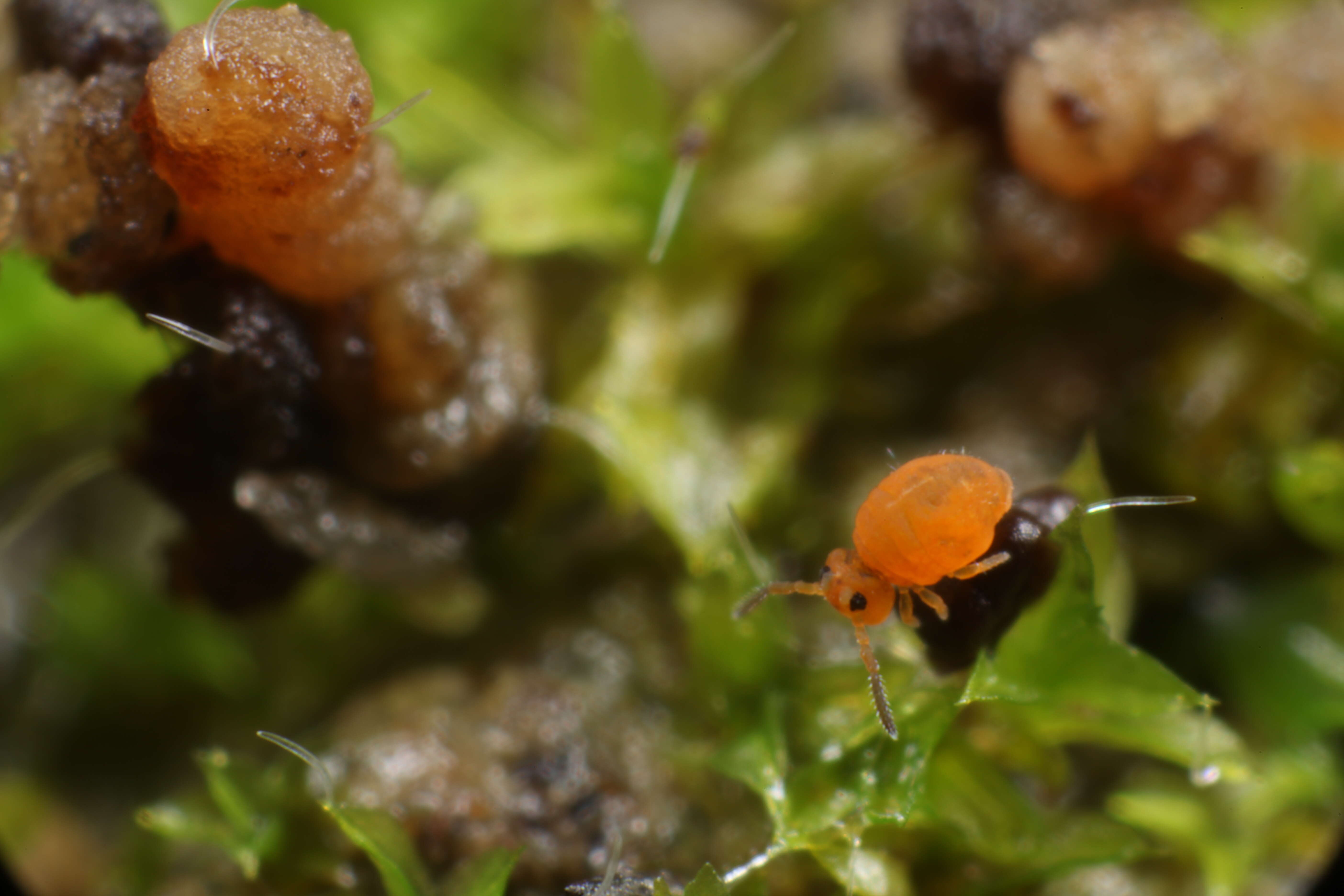 Image of Sminthurinus aureus (Lubbock & J 1862)