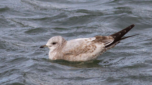 Image of Short-billed Gull