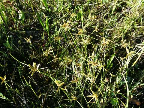 Image of Yellow Flat Sedge