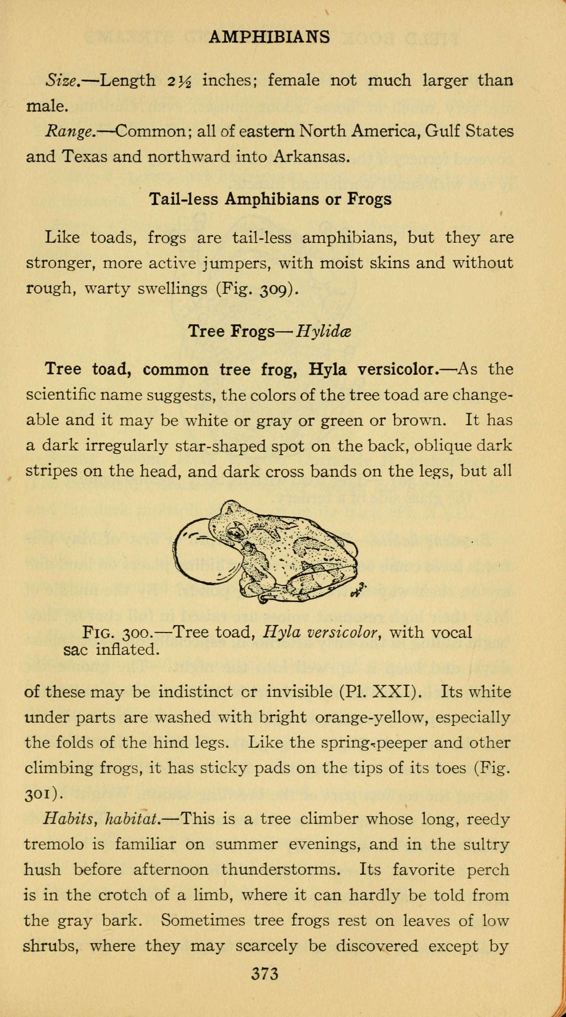 Image de Dryophytes versicolor (Le Conte 1825)