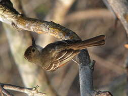 Image of Short-crested Flycatcher