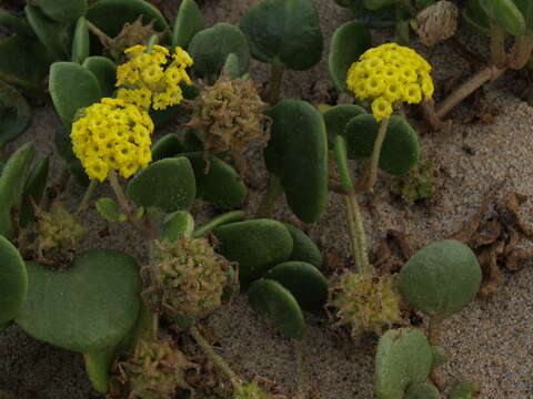 Imagem de Abronia latifolia Eschsch.