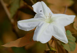 Image of Moonflower or moon vine