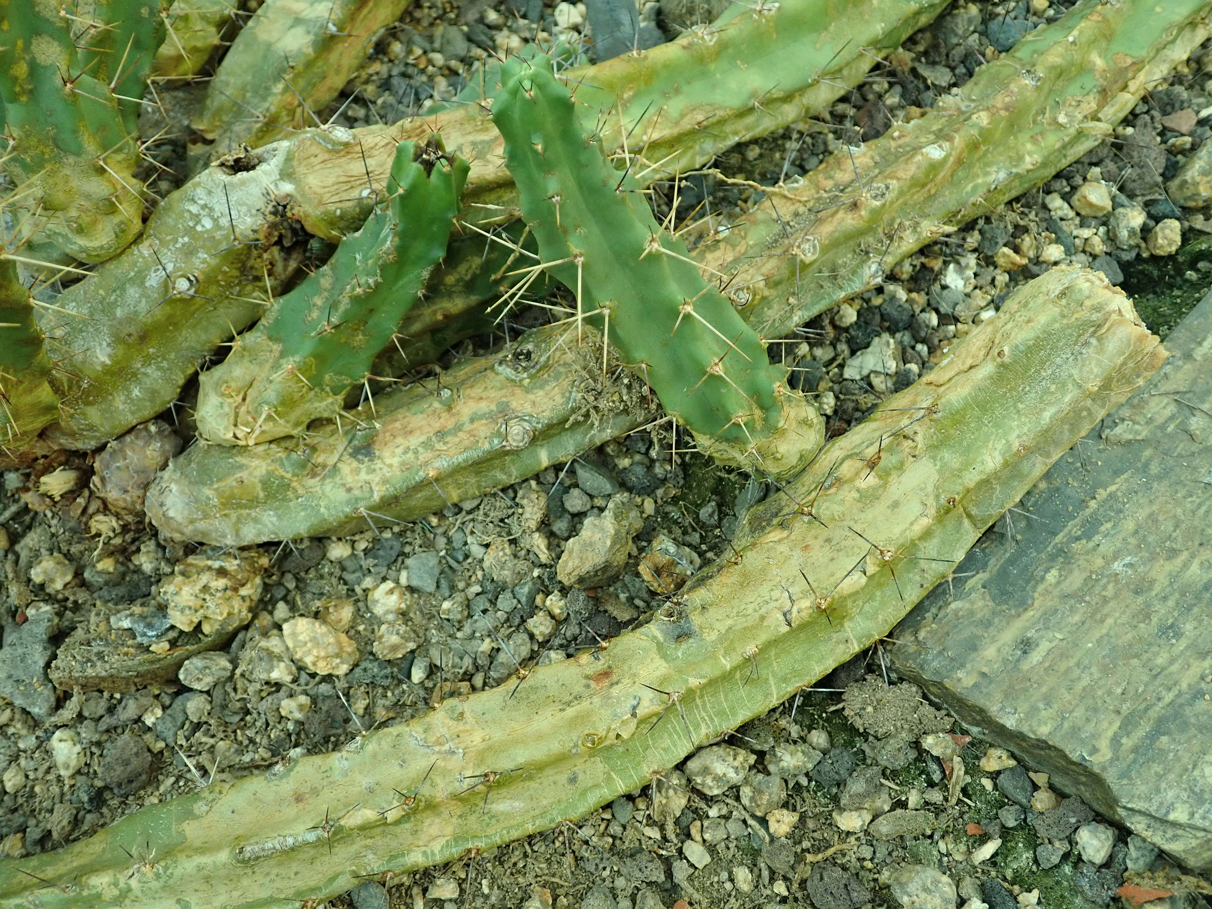 Image of Lady-finger Cactus