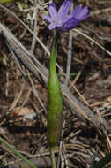 صورة Dichelostemma capitatum (Benth.) Alph. Wood