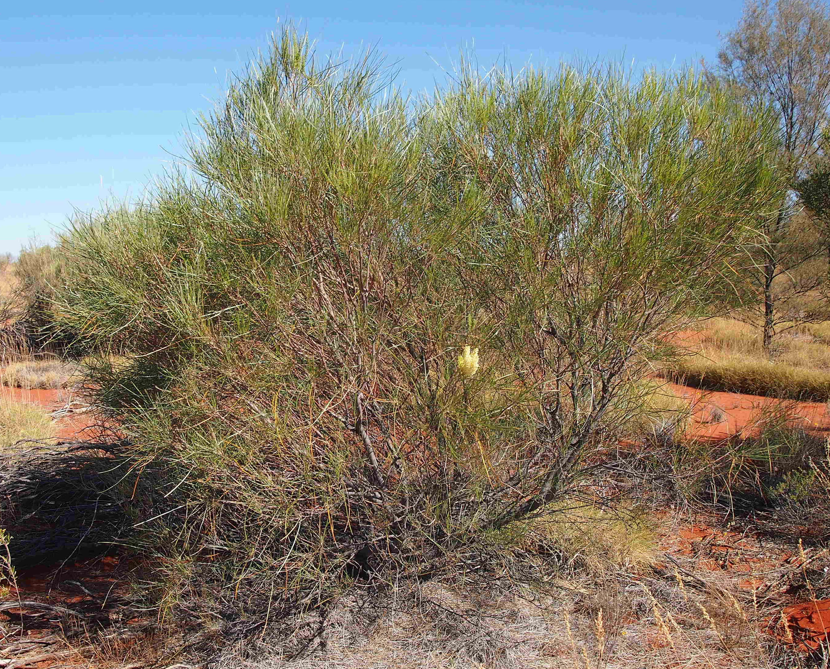 Image of Grevillea stenobotrya F. Müll.