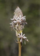 Image of Asphodelus macrocarpus Parl.