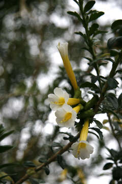 Image of Cantua pyrifolia Juss.