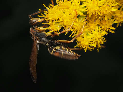 Image of Northern Paper Wasp